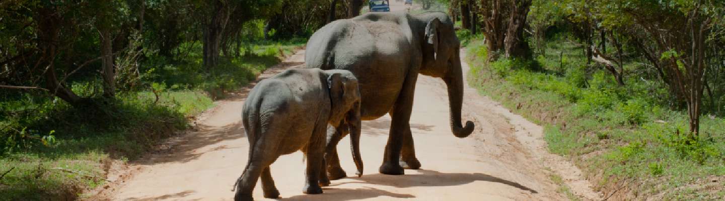 Yala & Tissamaharama