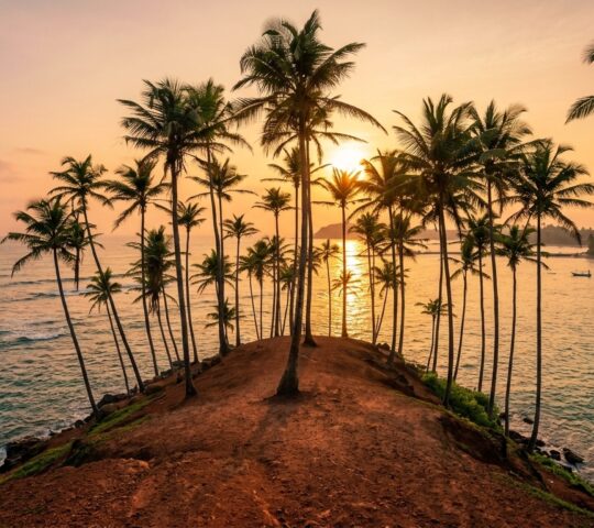 Coconut Tree Hill