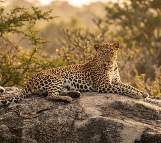 Yala National Park